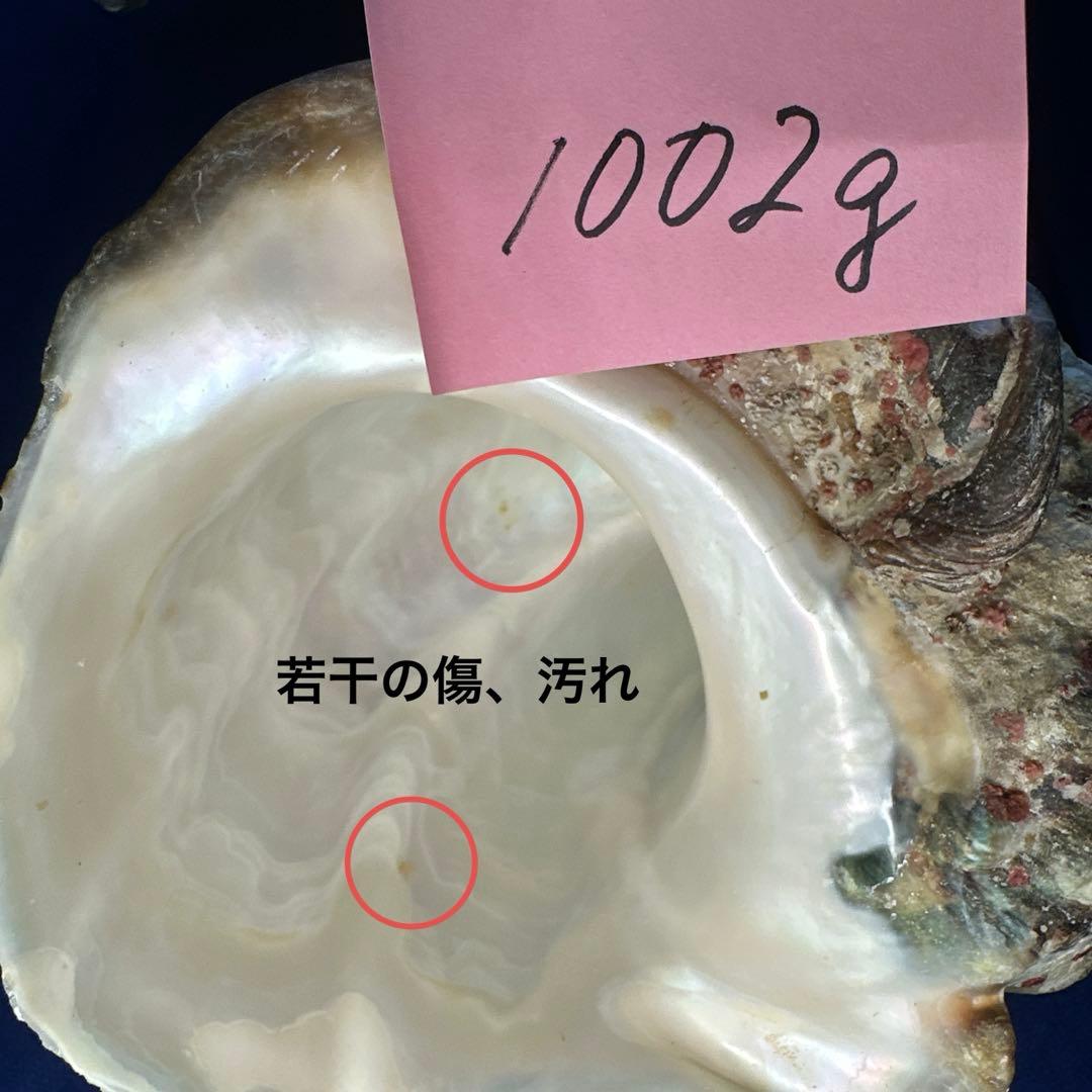 夜光貝　ヤコウ貝　まとめ売り　15個　14、2kg アクセサリー　ルアー