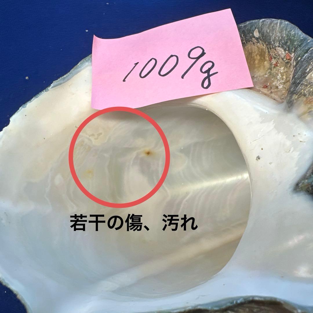 夜光貝　ヤコウ貝　まとめ売り　15個　14、2kg アクセサリー　ルアー