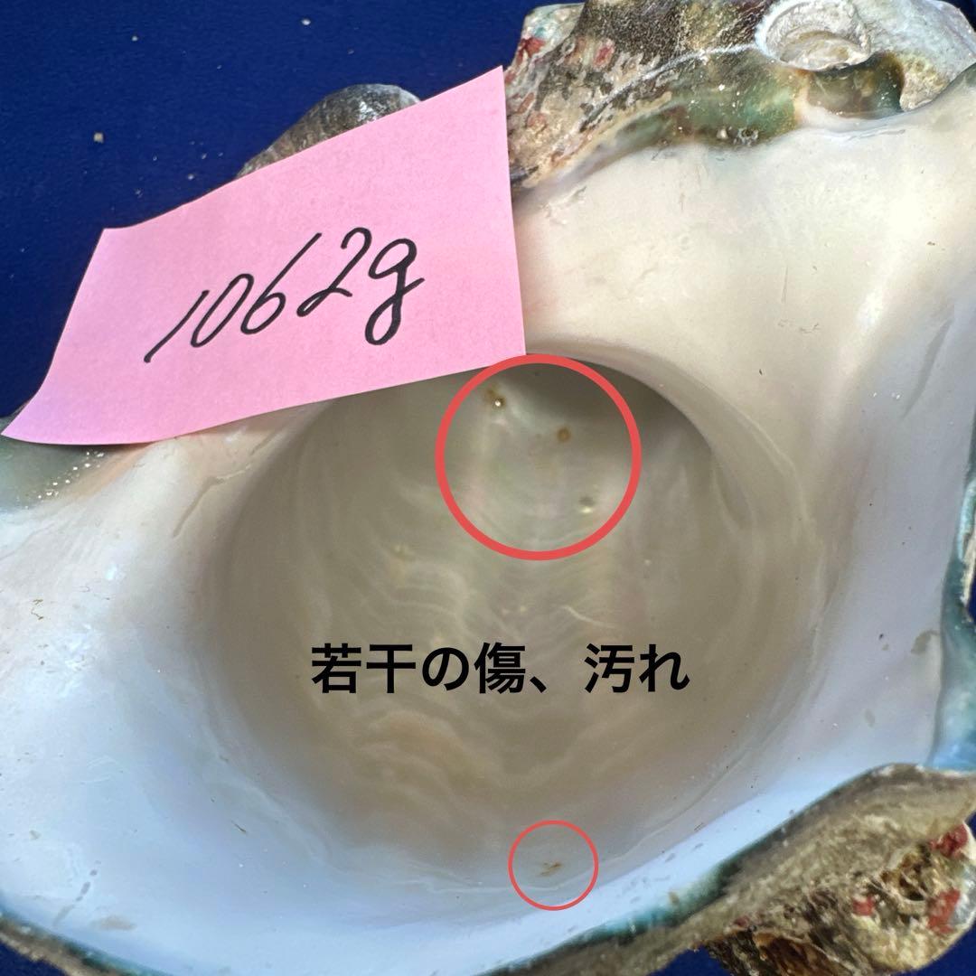 夜光貝　ヤコウ貝　まとめ売り　15個　14、2kg アクセサリー　ルアー