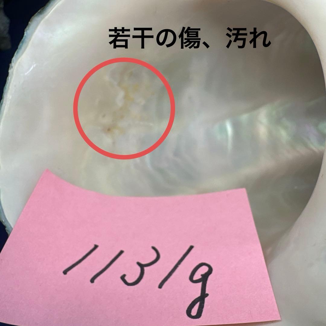 夜光貝　ヤコウ貝　まとめ売り　15個　14、2kg アクセサリー　ルアー