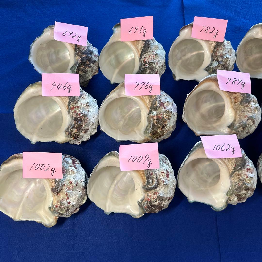 夜光貝　ヤコウ貝　まとめ売り　15個　14、2kg アクセサリー　ルアー