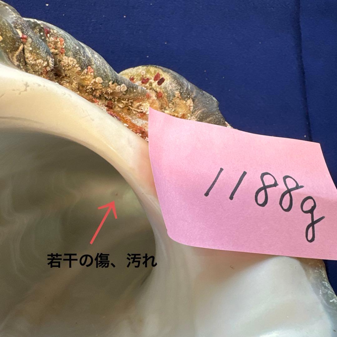 夜光貝　ヤコウ貝　まとめ売り　15個　14、2kg アクセサリー　ルアー