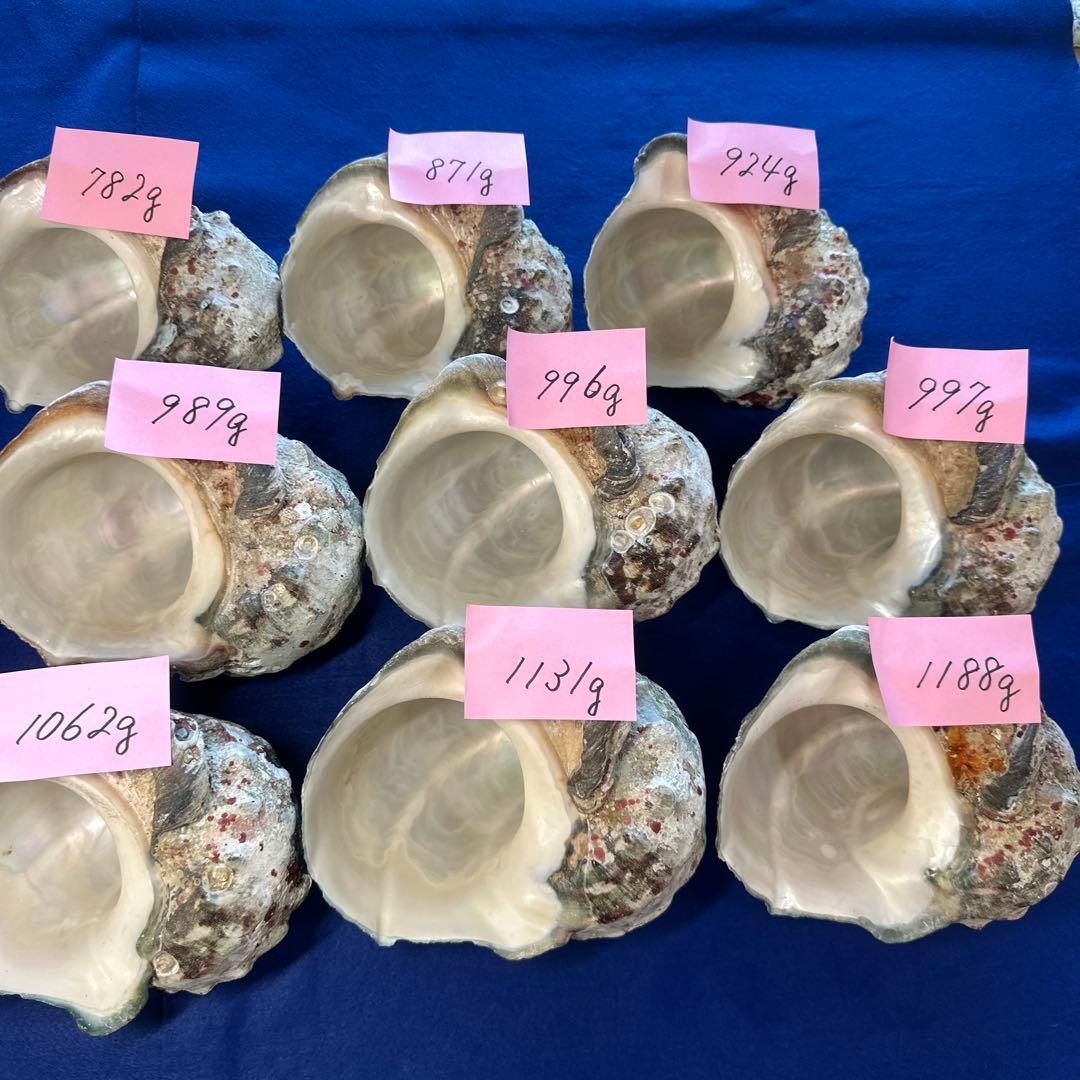 夜光貝　ヤコウ貝　まとめ売り　15個　14、2kg アクセサリー　ルアー