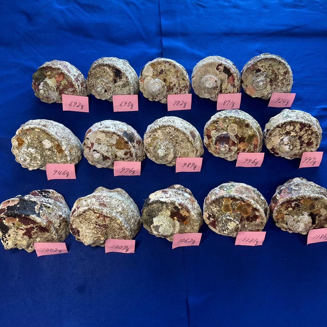 夜光貝　ヤコウ貝　まとめ売り　15個　14、2kg アクセサリー　ルアー