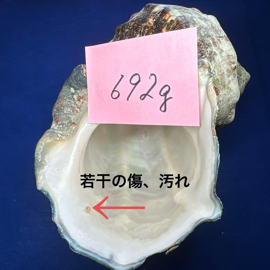 夜光貝　ヤコウ貝　まとめ売り　15個　14、2kg アクセサリー　ルアー