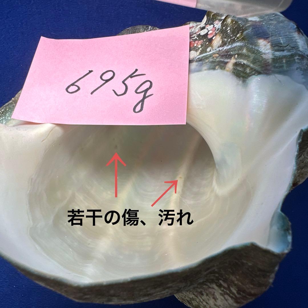 夜光貝　ヤコウ貝　まとめ売り　15個　14、2kg アクセサリー　ルアー