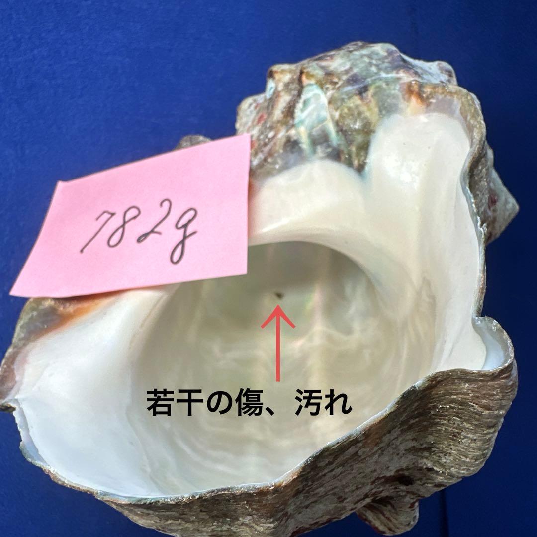 夜光貝　ヤコウ貝　まとめ売り　15個　14、2kg アクセサリー　ルアー