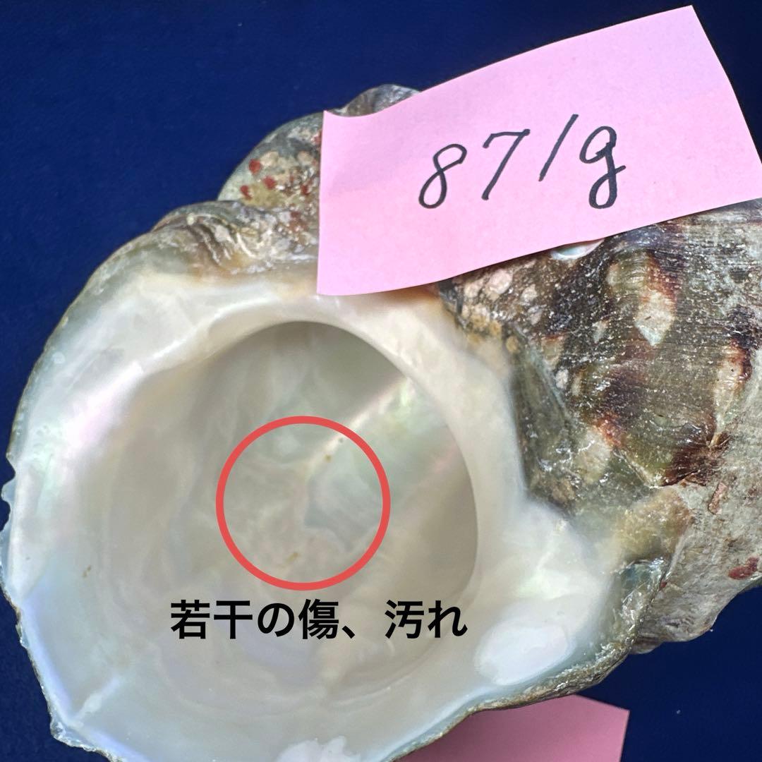 夜光貝　ヤコウ貝　まとめ売り　15個　14、2kg アクセサリー　ルアー