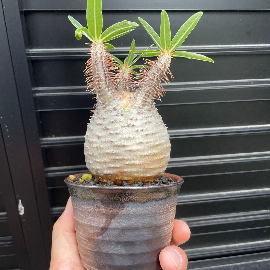 現地球　パキポディウム　グラキリス　週末セール