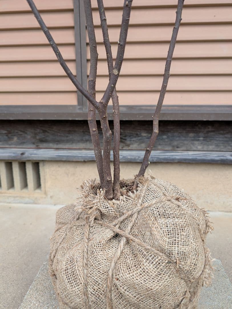 ハイノキ　株立　約1.8m　①