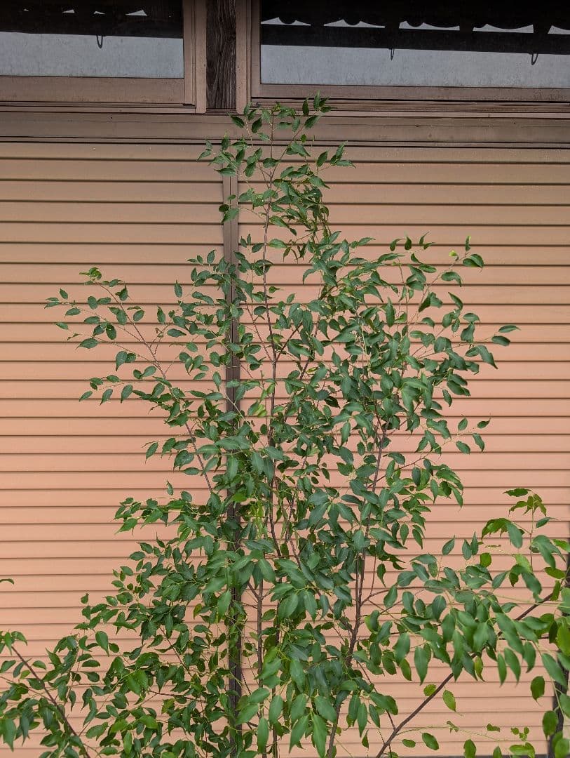 ハイノキ　株立　約1.8m　①