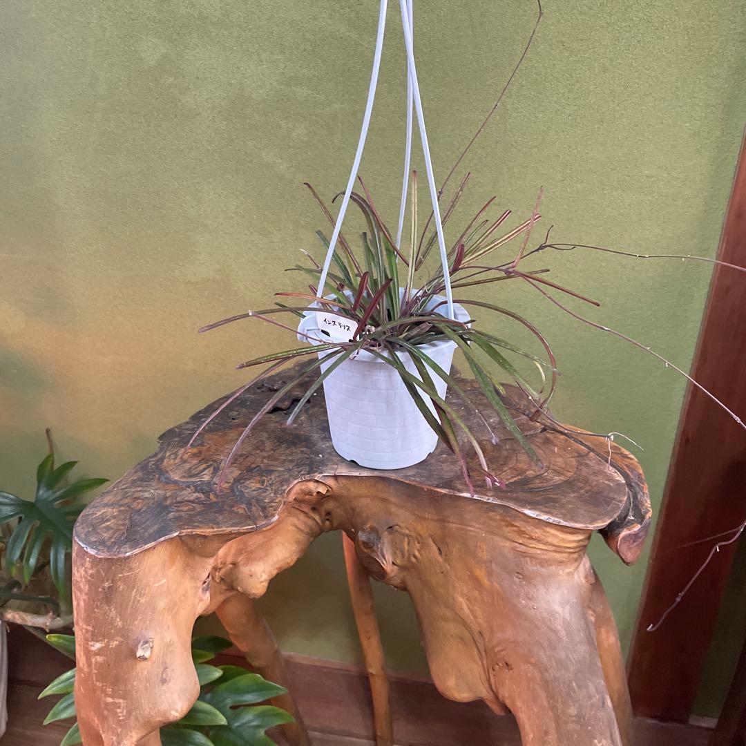 HOYAインスラリス　① 3.5号吊り