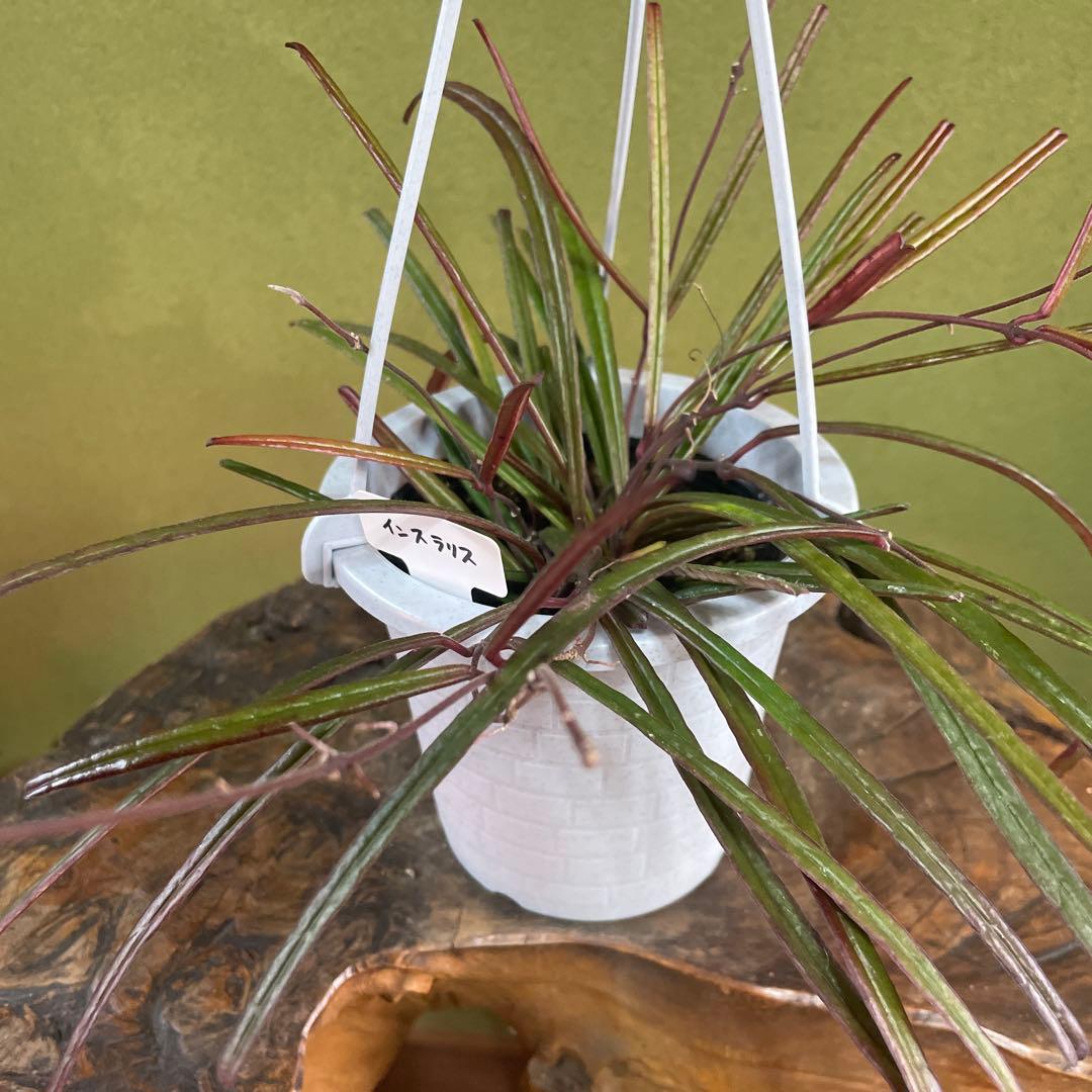 HOYAインスラリス　① 3.5号吊り