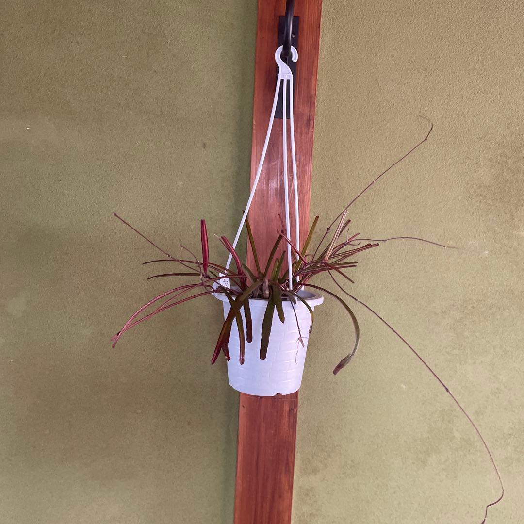 HOYAインスラリス　① 3.5号吊り