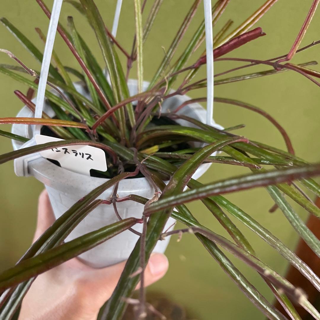 HOYAインスラリス　① 3.5号吊り