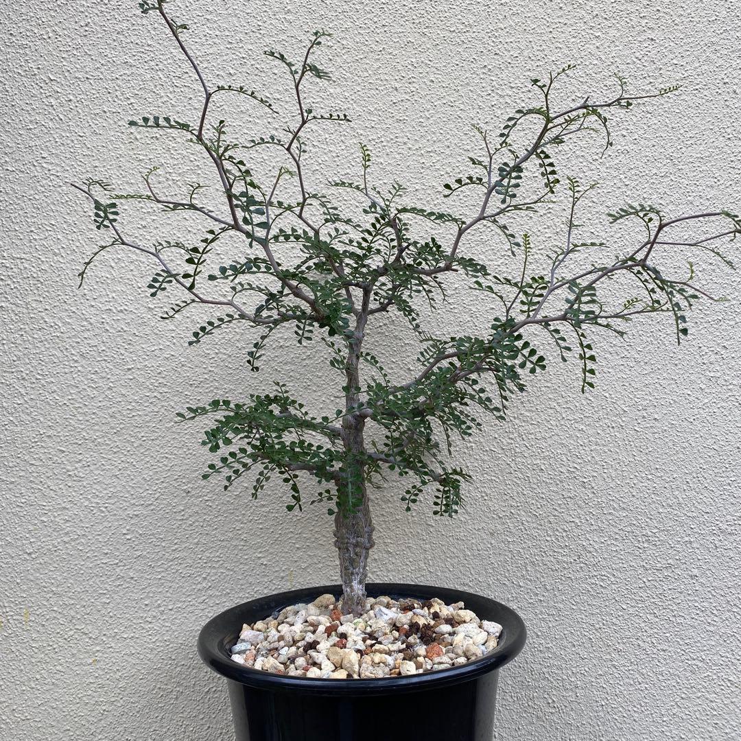 パキプス　オぺル・クリカリア・パキプス