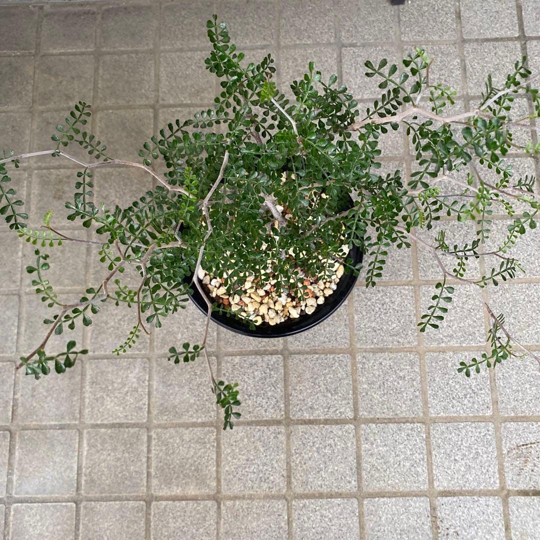 パキプス　オぺル・クリカリア・パキプス