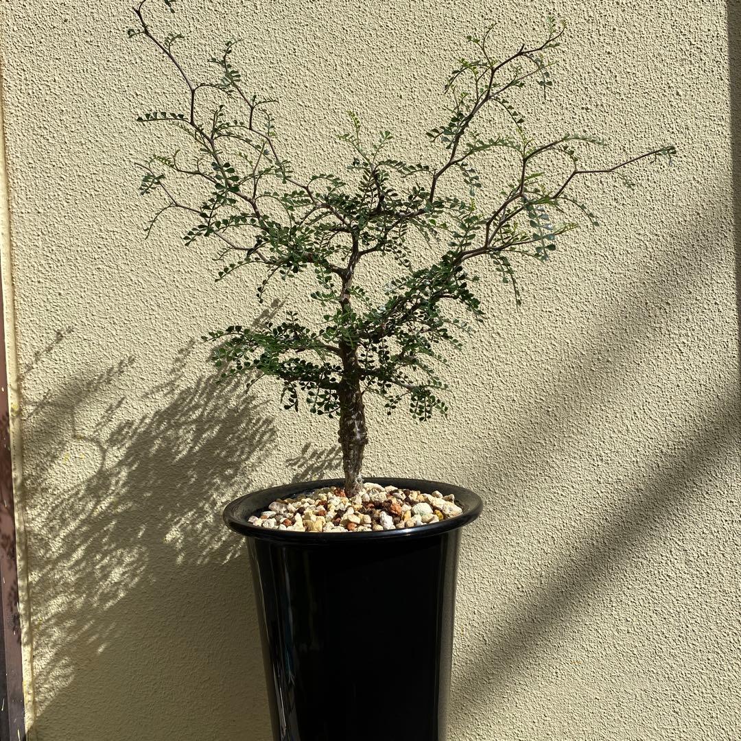 パキプス　オぺル・クリカリア・パキプス