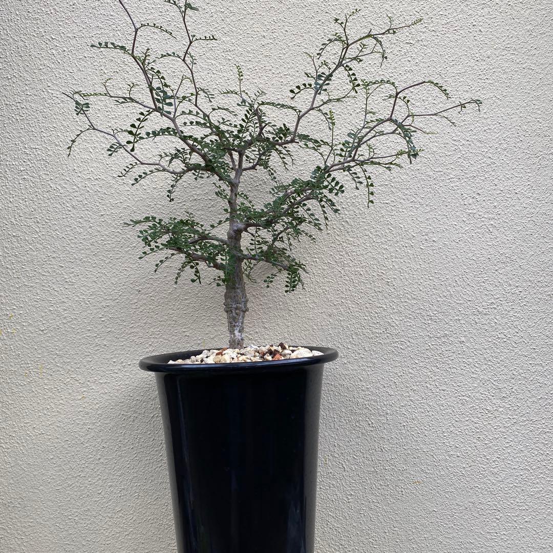 パキプス　オぺル・クリカリア・パキプス