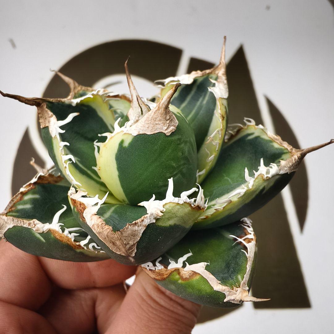 868【上澳園芸】アガベ チタノタSAD 白覆輪斑