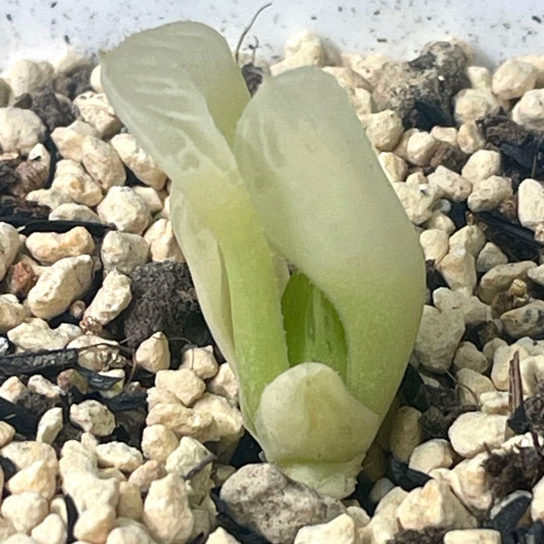 UFOさまご確認用！　ハオルチア　白蛇伝