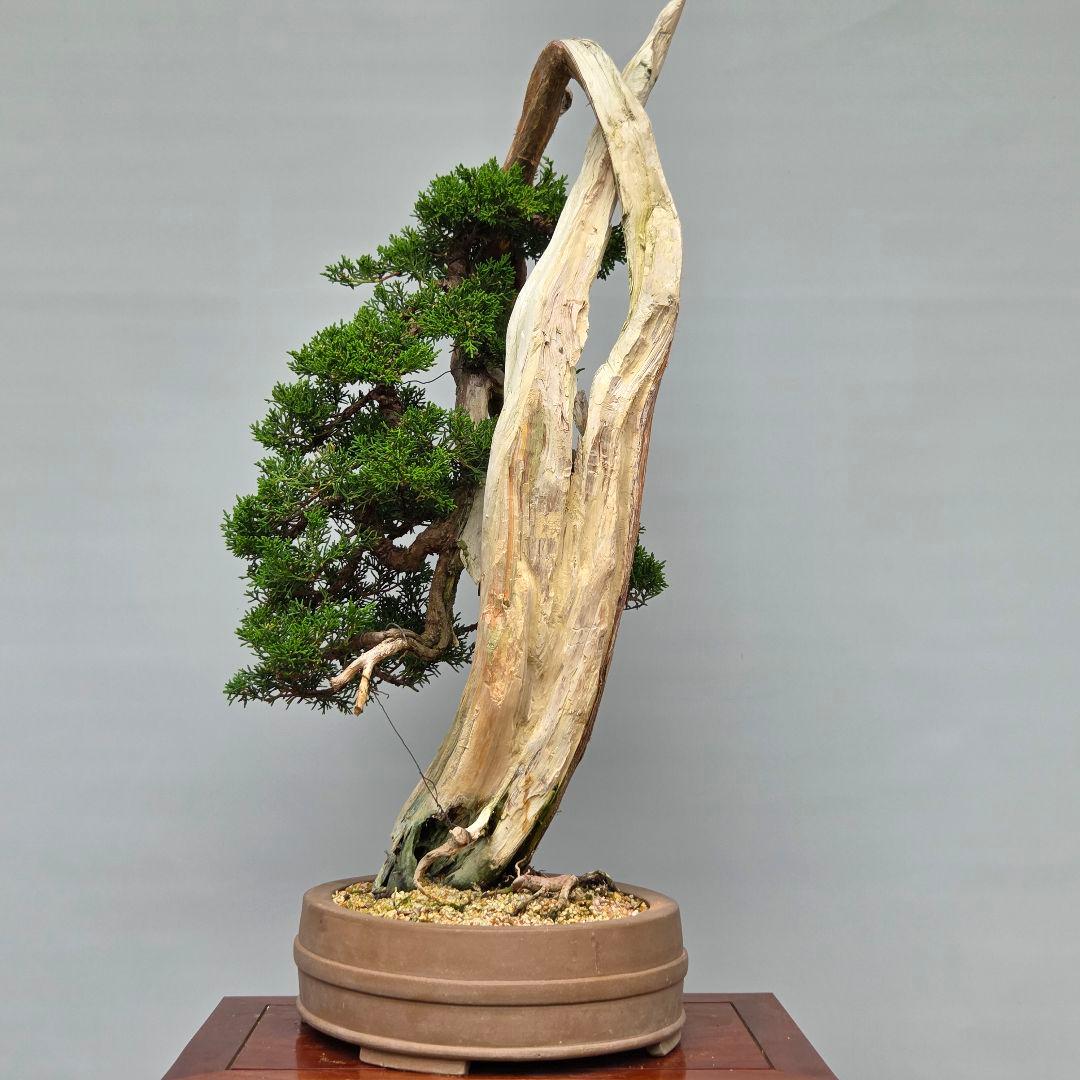 真柏　[舎利幹変わり木]　大品盆栽 WORLDです。