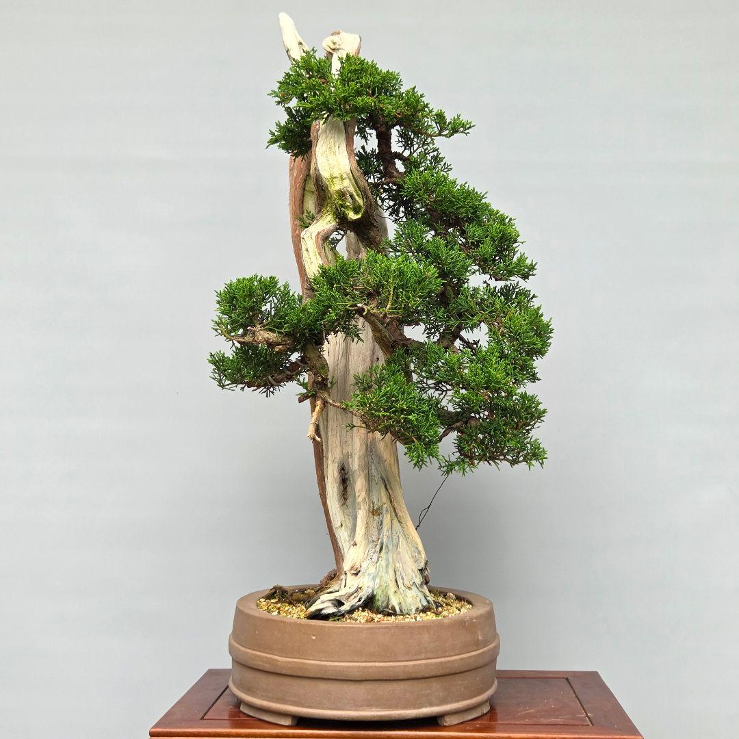 真柏　[舎利幹変わり木]　大品盆栽 WORLDです。