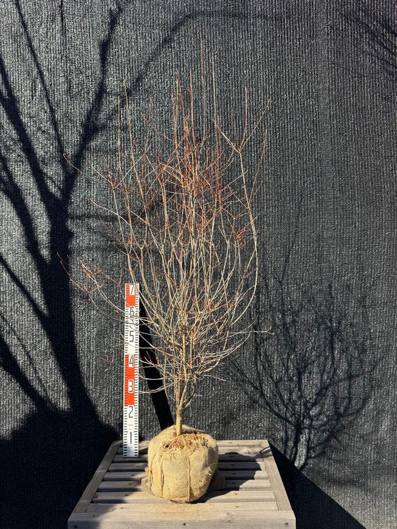 ベニドウダンツツジ　【品番3537】