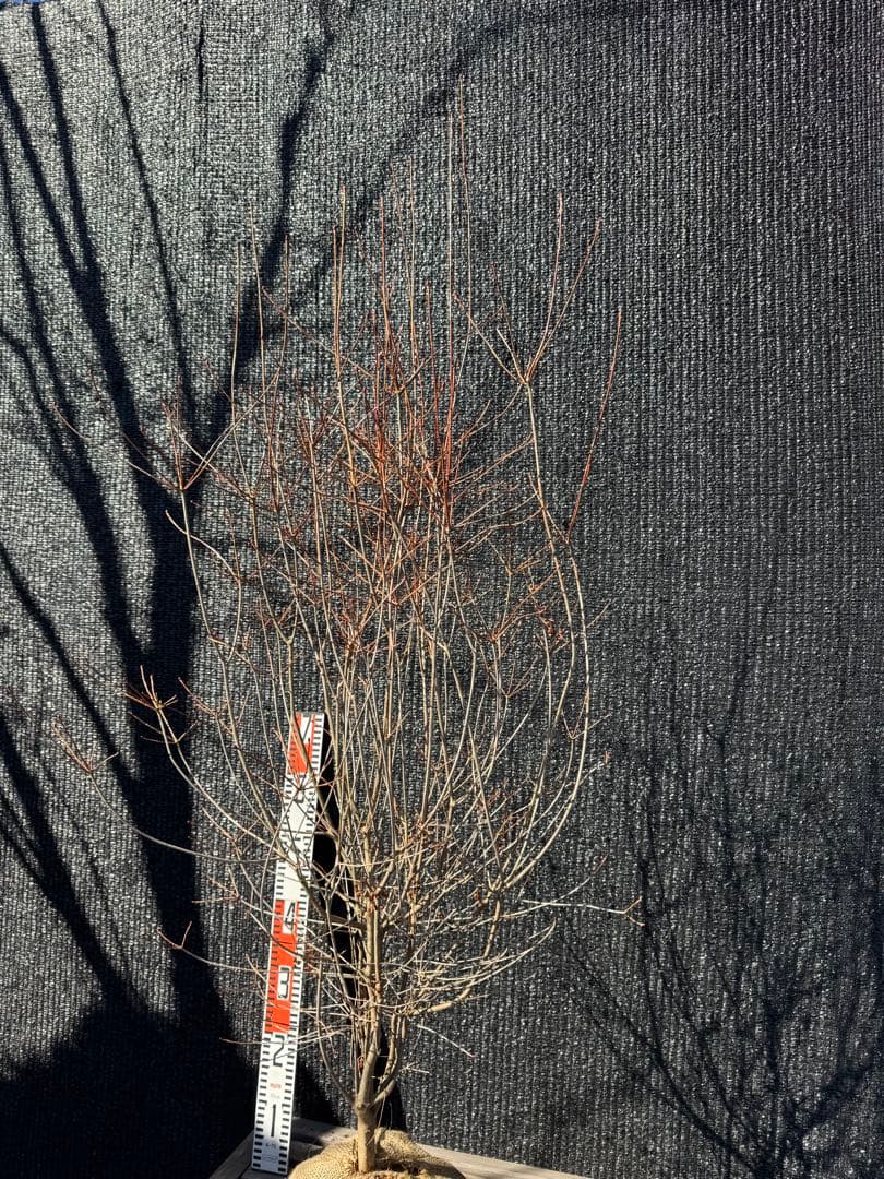 ベニドウダンツツジ　【品番3537】