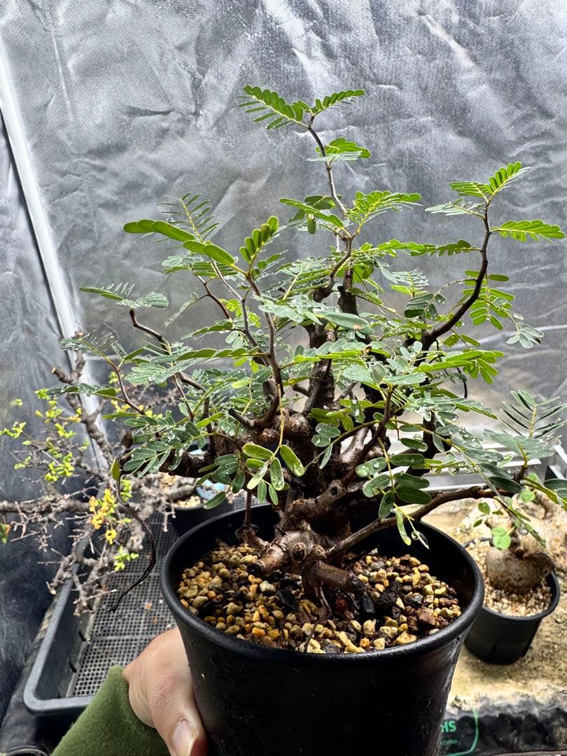 実生　センナメリディオナリス