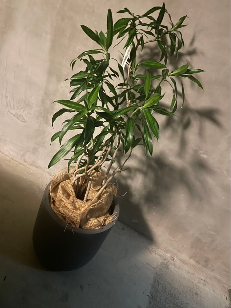 観葉植物 ドラセナ