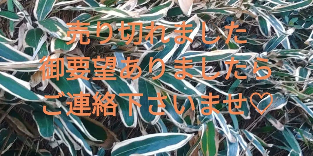 熊笹