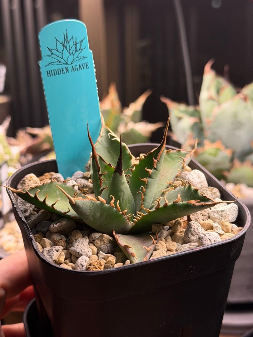 【最終】エボリスピナ× BB hybrid ハイブリッド①発根活着