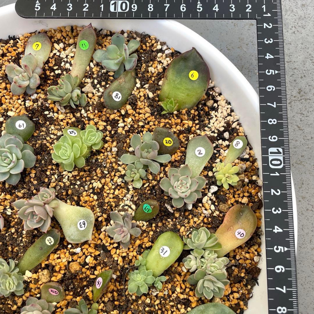 特別価格セット！　ミックスベリア　葉挿しっ子　26種　オマケ付　メルカリ便