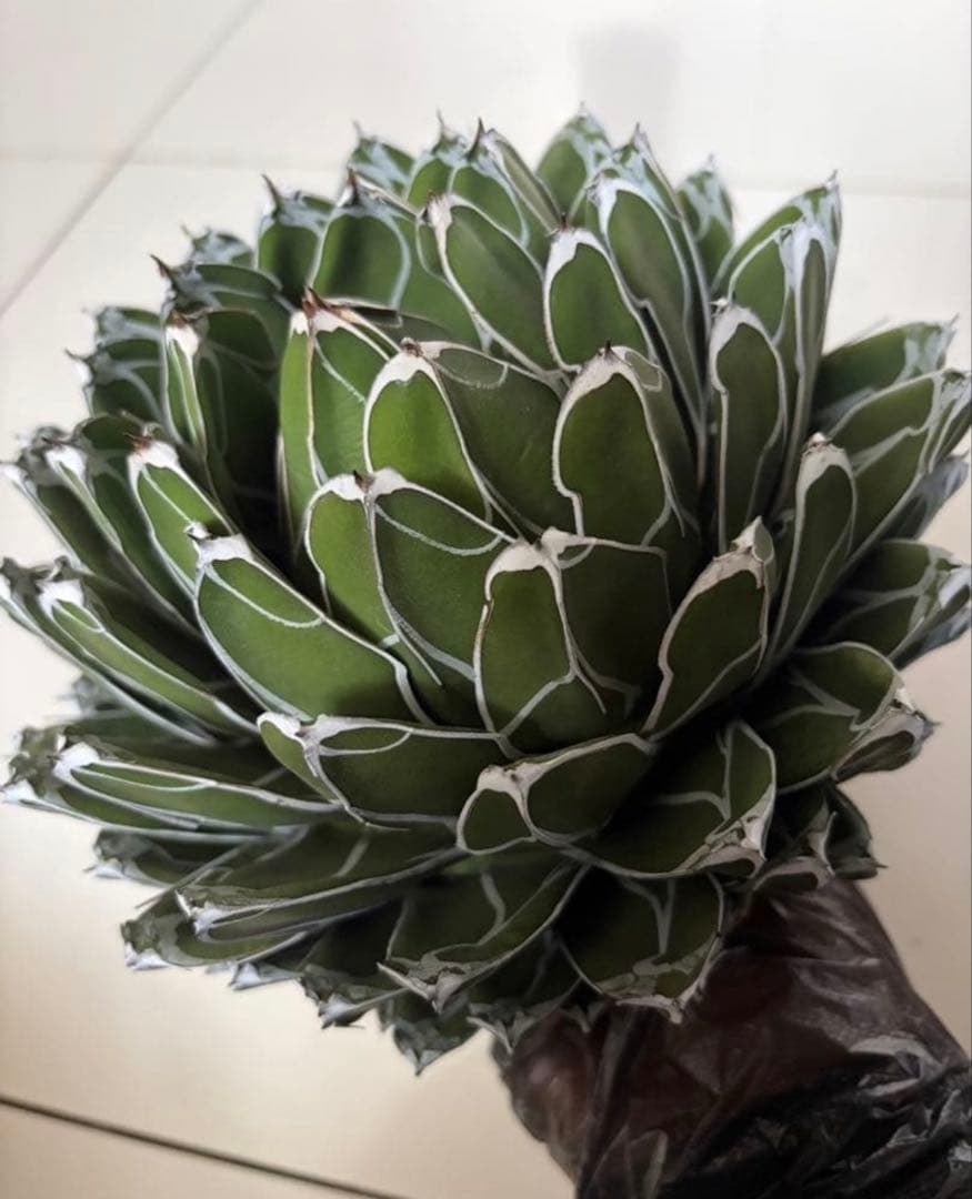 アガベ ダルマ笹の雪　濃白大苗◇ドライガーデン多肉サボテン　アロエ　チタノタ南国