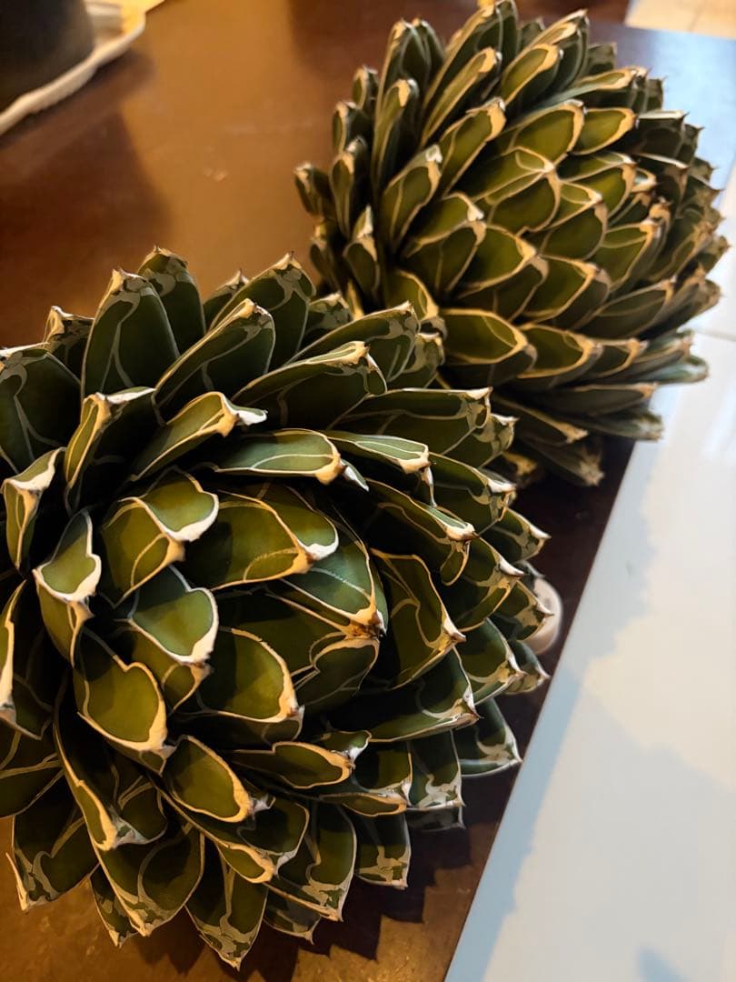 アガベ ダルマ笹の雪　濃白大苗◇ドライガーデン多肉サボテン　アロエ　チタノタ南国