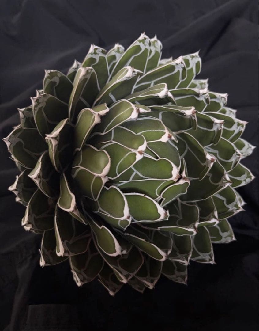 アガベ ダルマ笹の雪　濃白大苗◇ドライガーデン多肉サボテン　アロエ　チタノタ南国