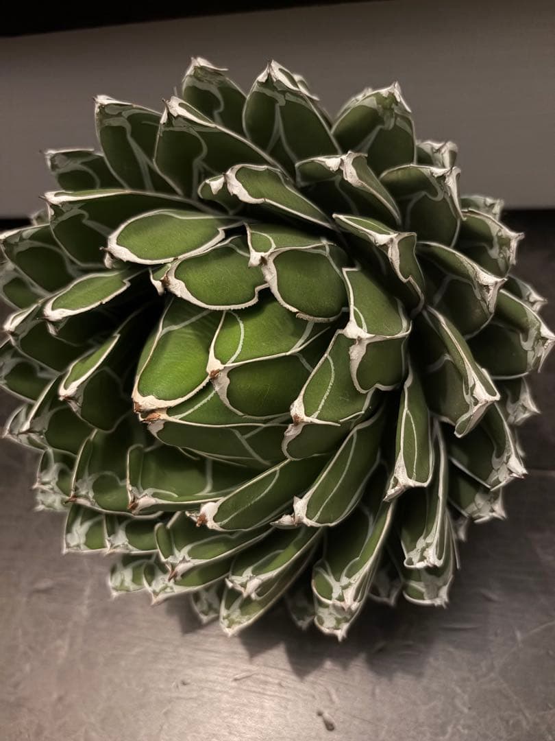 アガベ ダルマ笹の雪　濃白大苗◇ドライガーデン多肉サボテン　アロエ　チタノタ南国