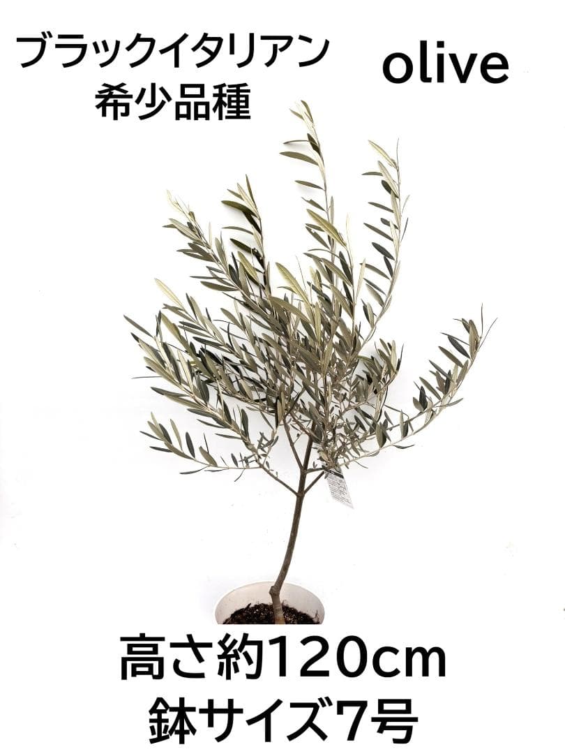 オリーブの木　ブラックイタリアン　7号　約120cm　K-309　希少　現品掲載