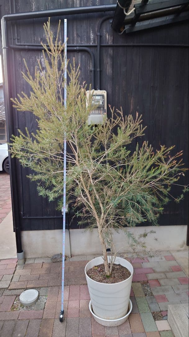 スノーインサマー