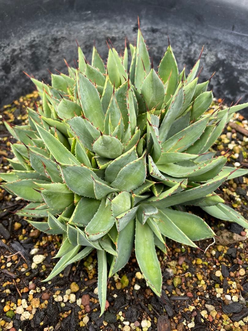 【変異株】新種アガベ