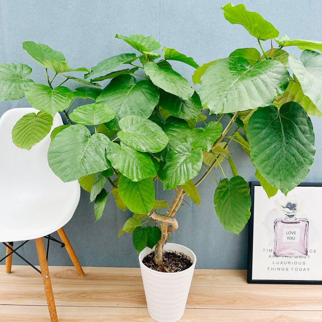 ［現品］12番　フィカス　ウンベラータ　観葉植物　室内　大型　ゴムの木　個性的