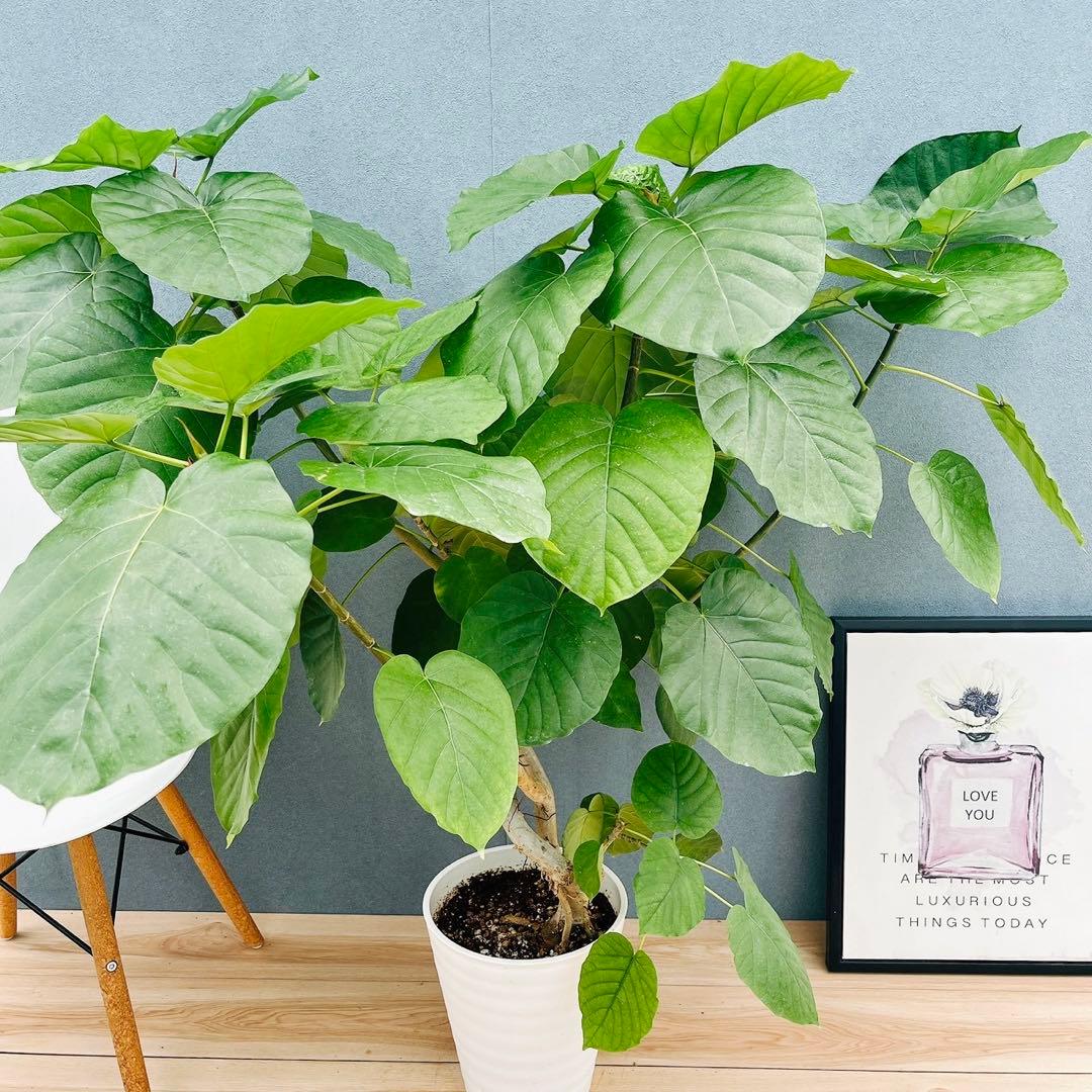 ［現品］12番　フィカス　ウンベラータ　観葉植物　室内　大型　ゴムの木　個性的