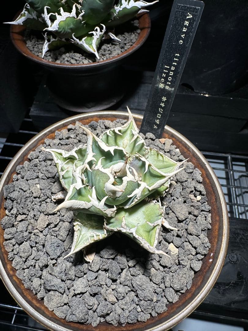 アガベ！ホオジロザメ！