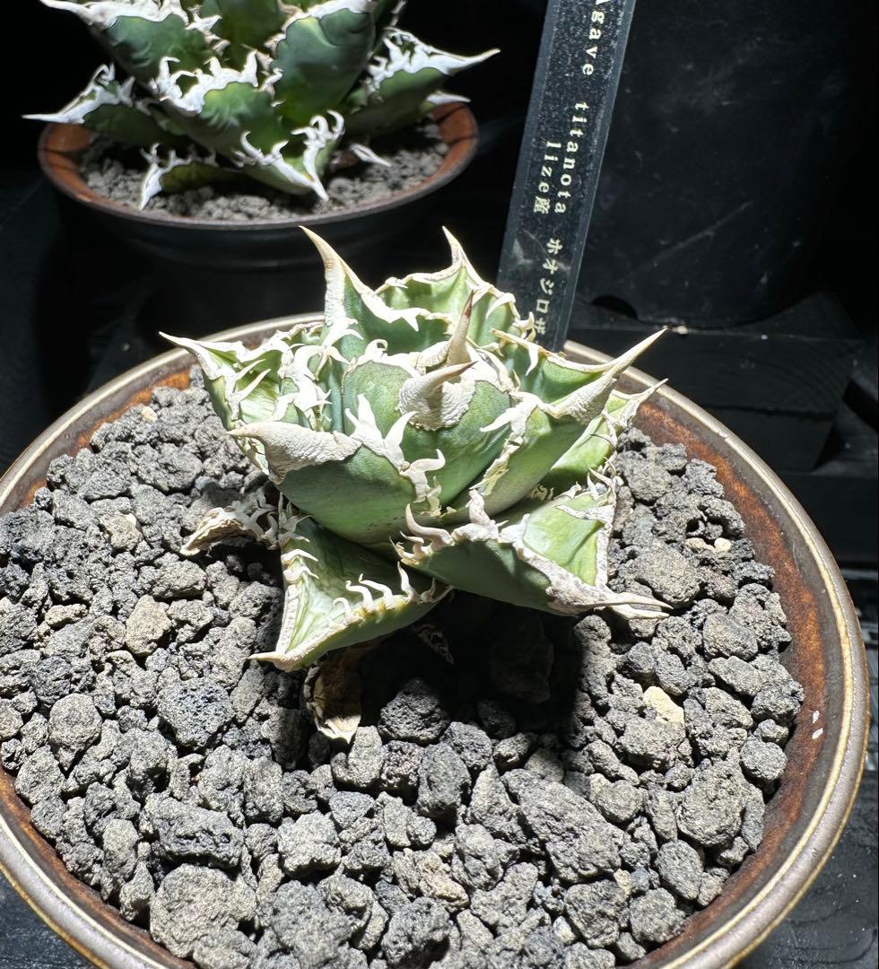 アガベ！ホオジロザメ！