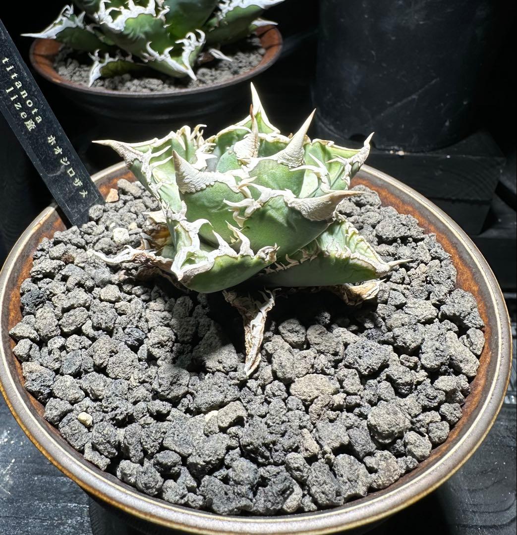 アガベ！ホオジロザメ！