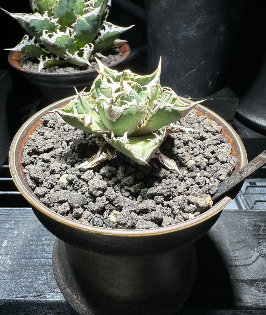 アガベ！ホオジロザメ！