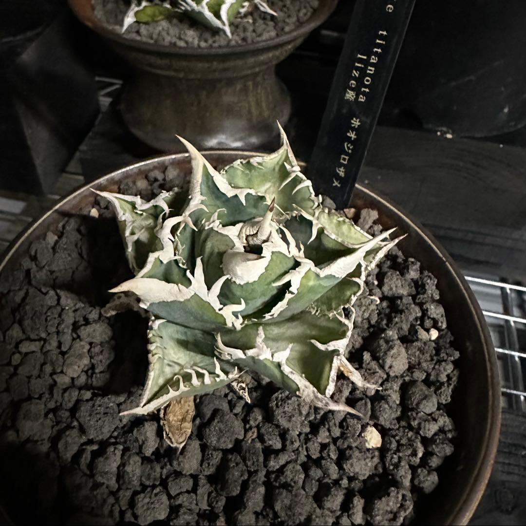 アガベ！ホオジロザメ！