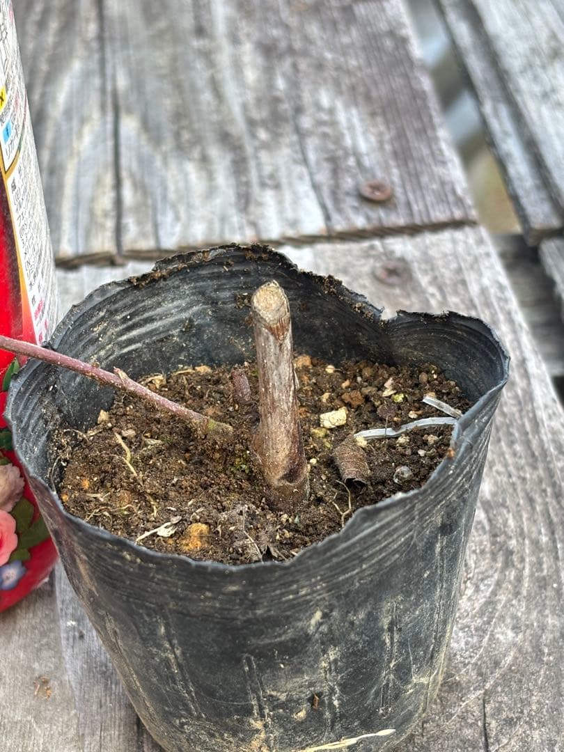 ブラックベリー　ご確認用です。