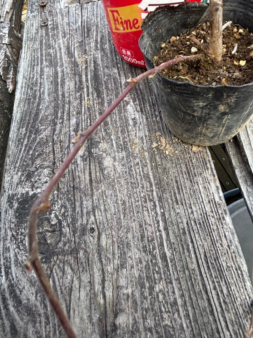 ブラックベリー　ご確認用です。